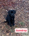 Gumdrop (in New England)