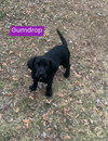 Gumdrop (in New England)