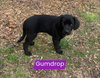 Gumdrop (in New England)