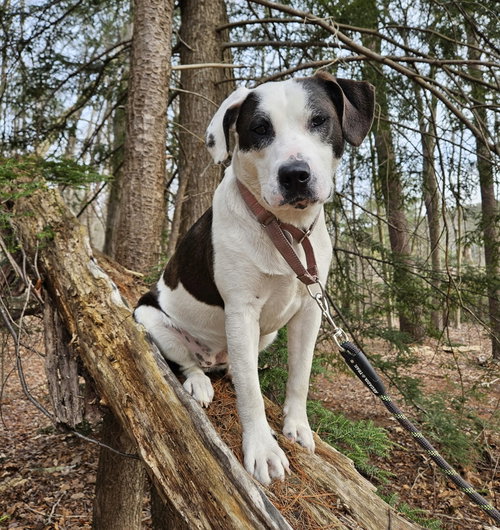 Andi (female), an adoptable Labrador Retriever in Alexander, AR