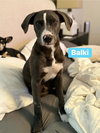 Balki