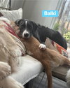 Balki