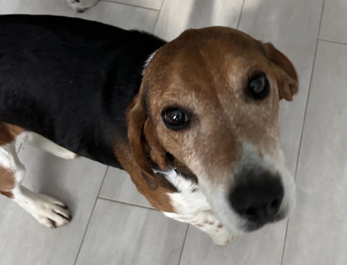 Bruce, an adoptable Beagle in Alexander, AR