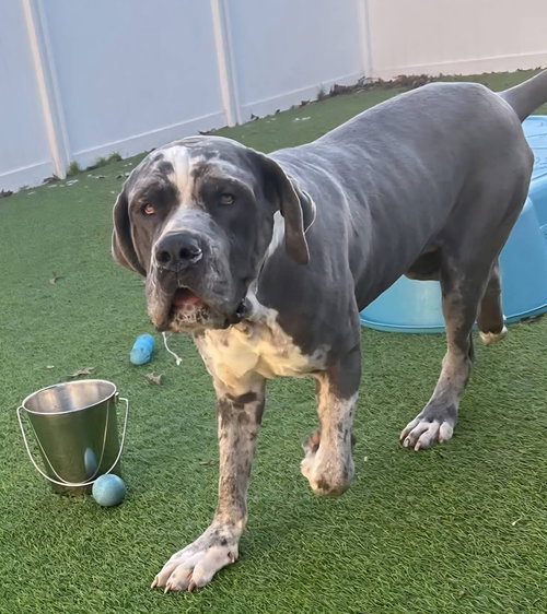 Johnny *Urgent, an adoptable Mastiff in Alexander, AR