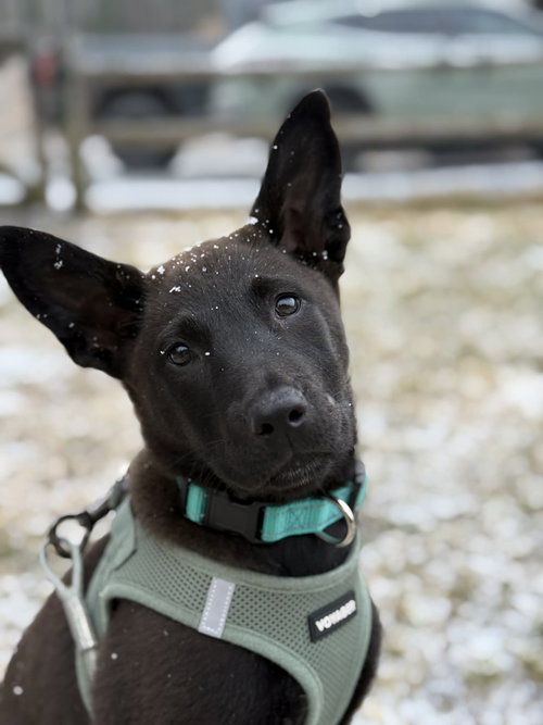 Olive, an adoptable German Shepherd Dog in Alexander, AR