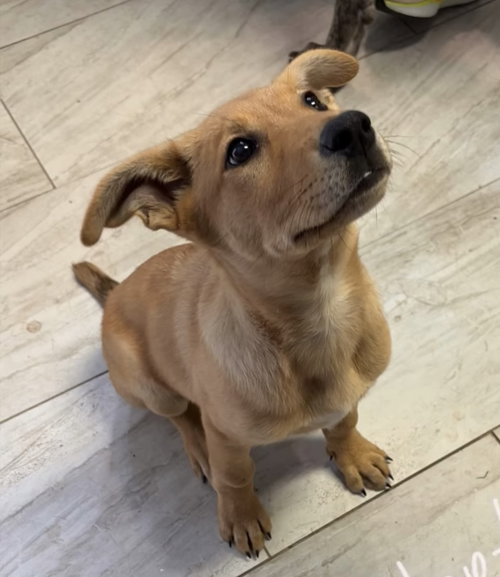 Pineapple (in New England), an adoptable German Shepherd Dog in Alexander, AR