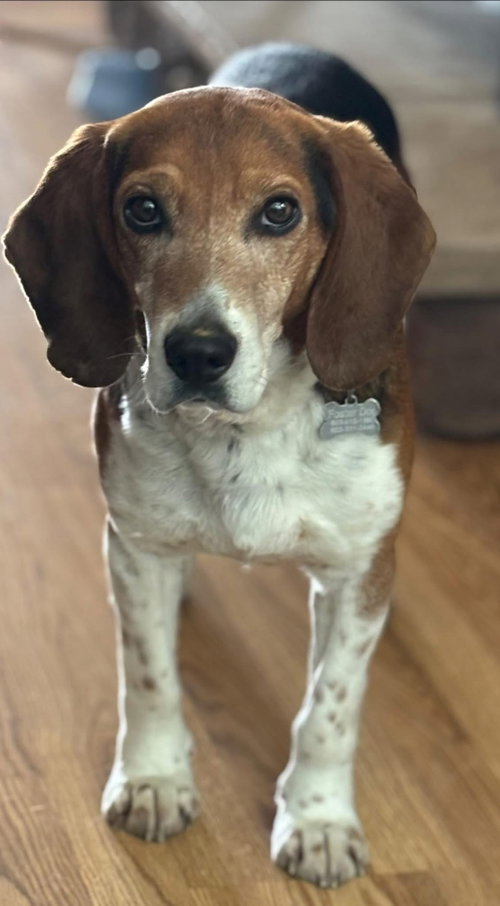 picture of the dog needing adoption