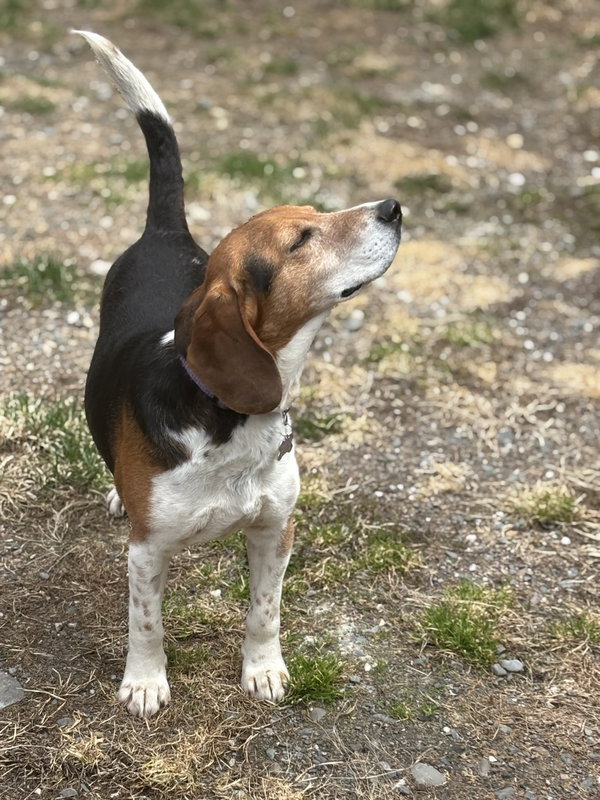 Bruce (in New England)