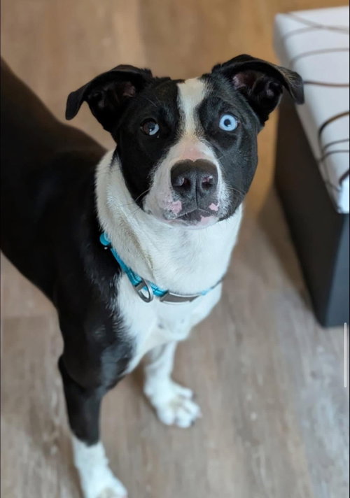 Eve (in New England), an adoptable Labrador Retriever in Alexander, AR