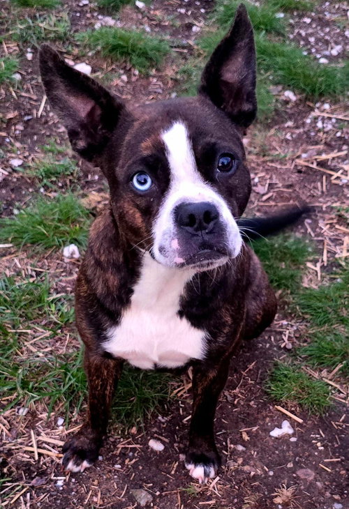 Marge, an adoptable Boston Terrier in Alexander, AR