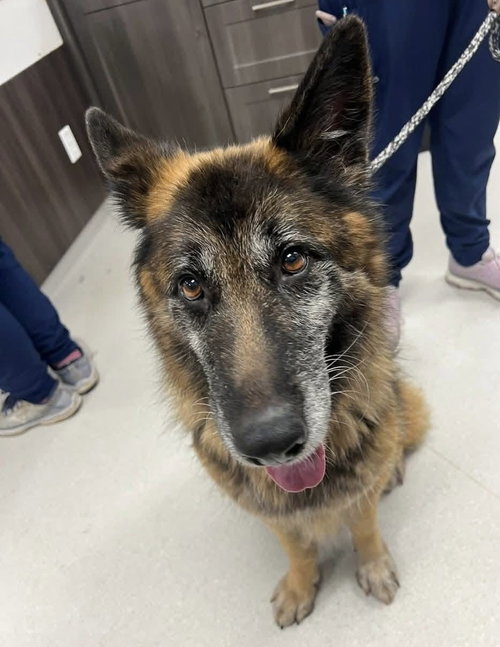SOPHIE - German Shepherd Dog for adoption in Little Rock