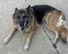 Sophie - Photo 2
