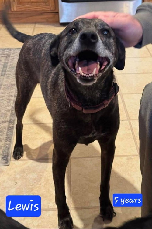 Lewis *URGENT* (in New England), an adoptable Labrador Retriever in Alexander, AR