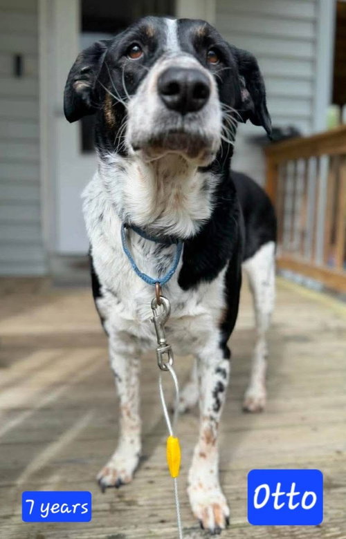 Otto *URGENT** (in New England), an adoptable Border Collie in Alexander, AR