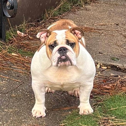 Flicker, an adoptable English Bulldog in Alexander, AR