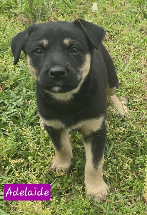 Adelaide, an adoptable Australian Shepherd in Alexander, AR