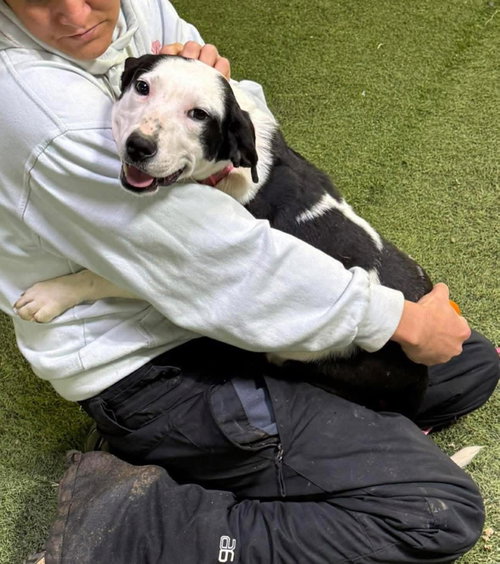 Cassie, an adoptable Labrador Retriever in Alexander, AR