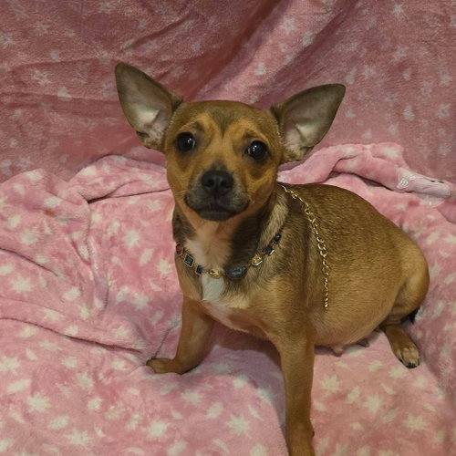 Juno, an adoptable Chihuahua in Alexander, AR