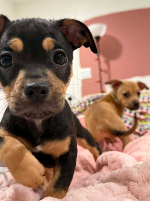 Guac, an adoptable Chihuahua in Alexander, AR