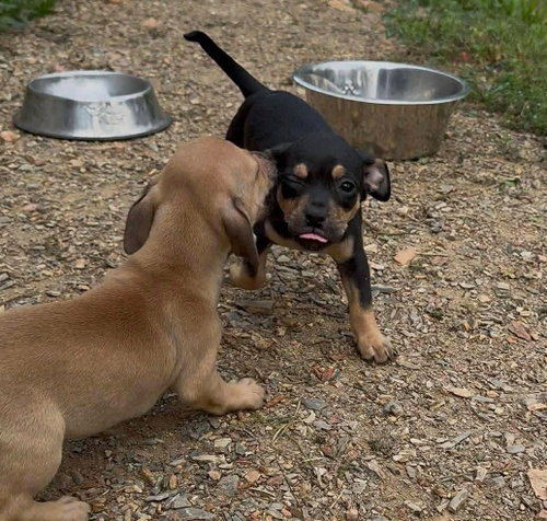 GUAC - Chihuahua available for adoption
