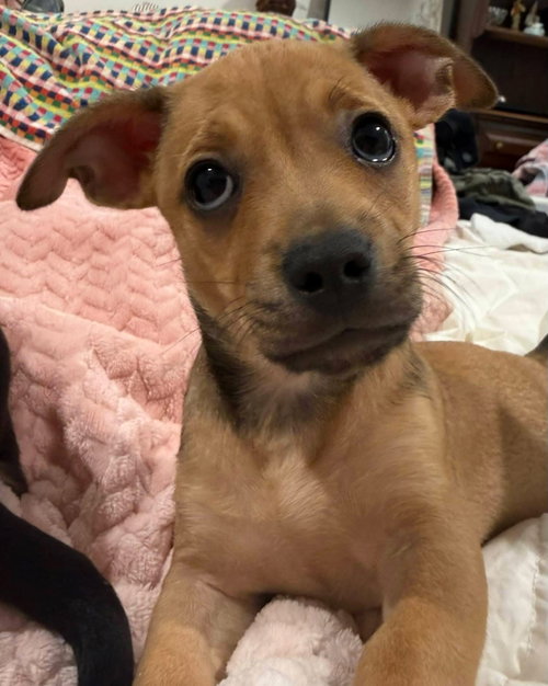 PICO - Chihuahua available for adoption