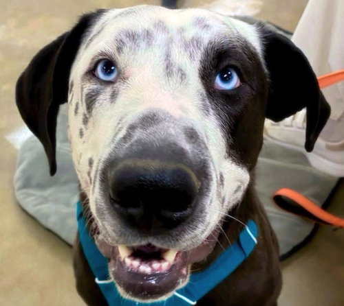 Celeste, an adoptable Great Dane in Alexander, AR