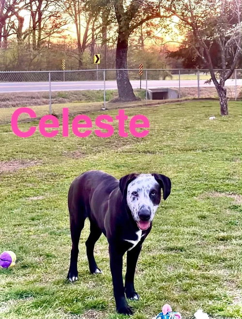 Celeste photo 2