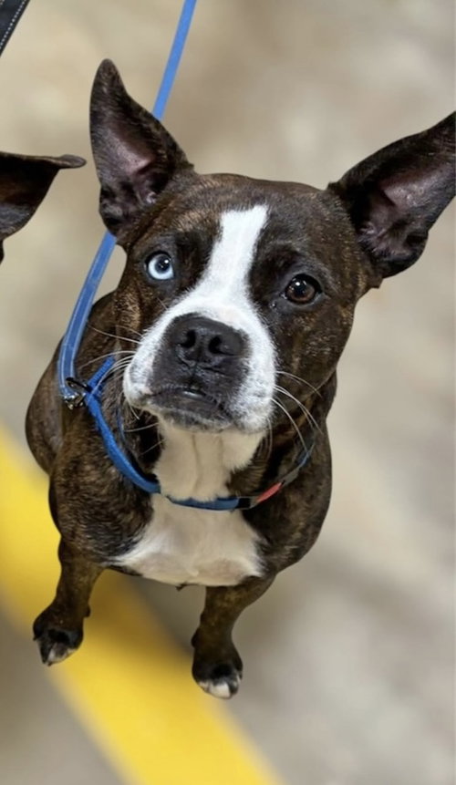 Marge, an adoptable Boston Terrier in Alexander, AR