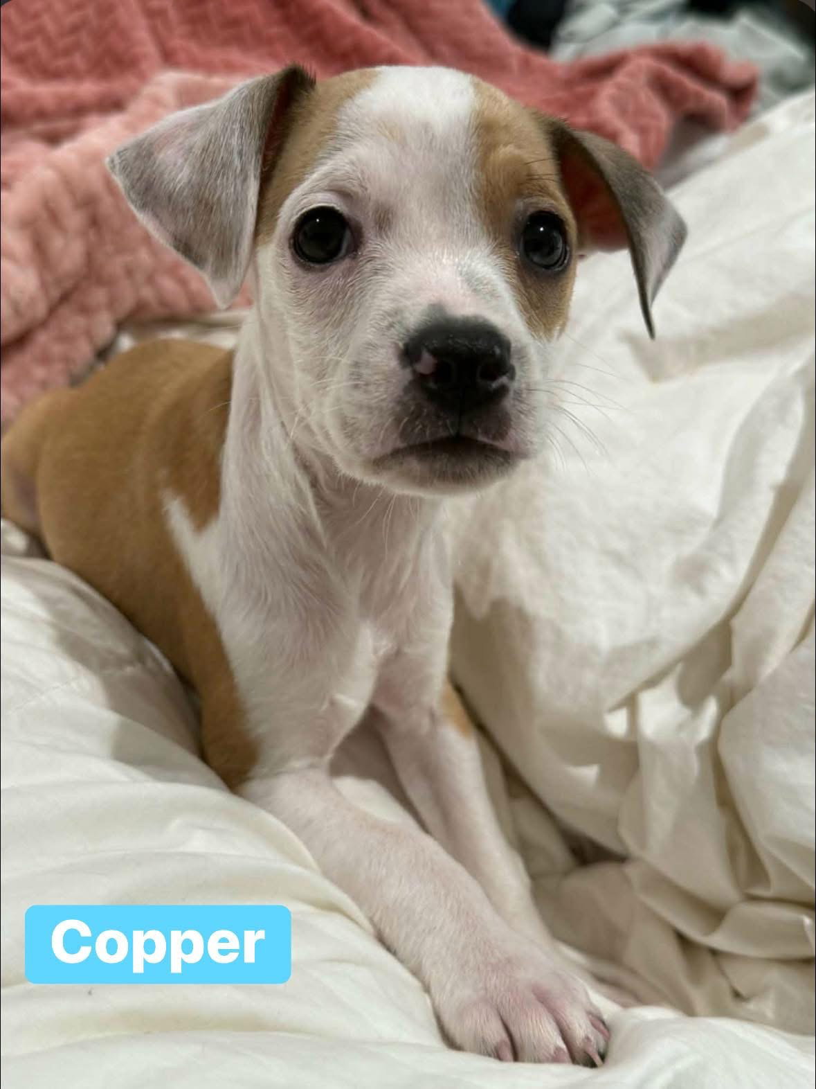 Copper