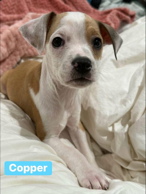 Copper