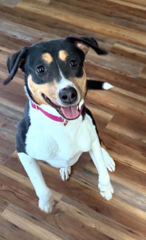 Stevie (female)