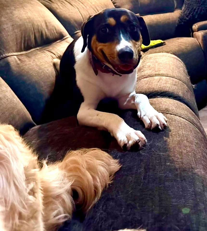Stevie (female)