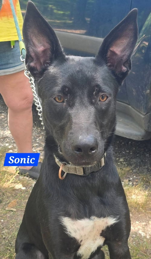 Sonic