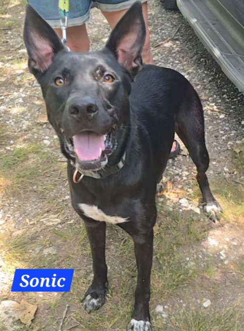 Sonic photo 3