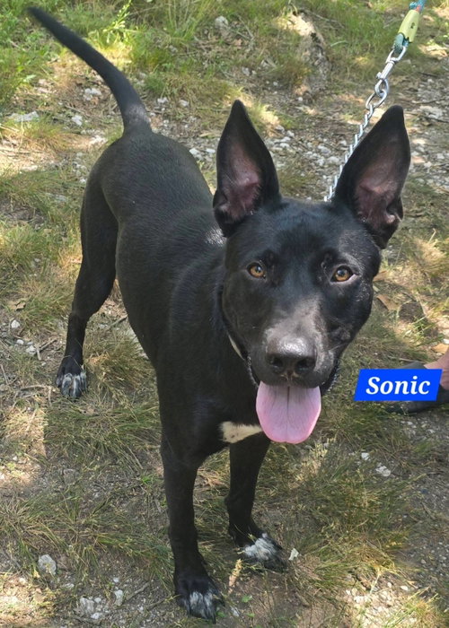 Sonic photo 4