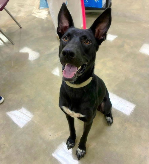 Sonic, an adoptable German Shepherd Dog in Alexander, AR
