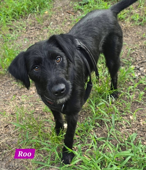 Roo