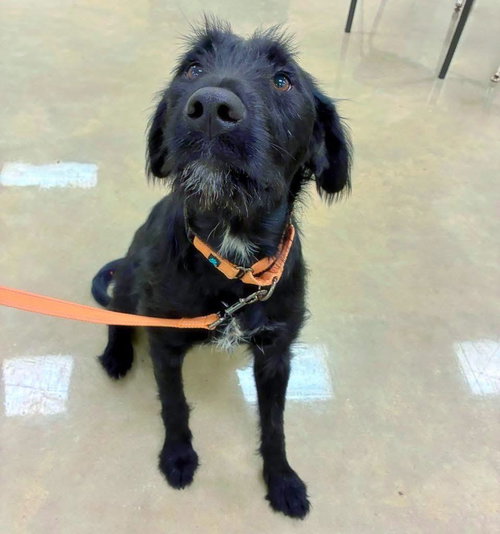 Roo, an adoptable Labrador Retriever in Alexander, AR