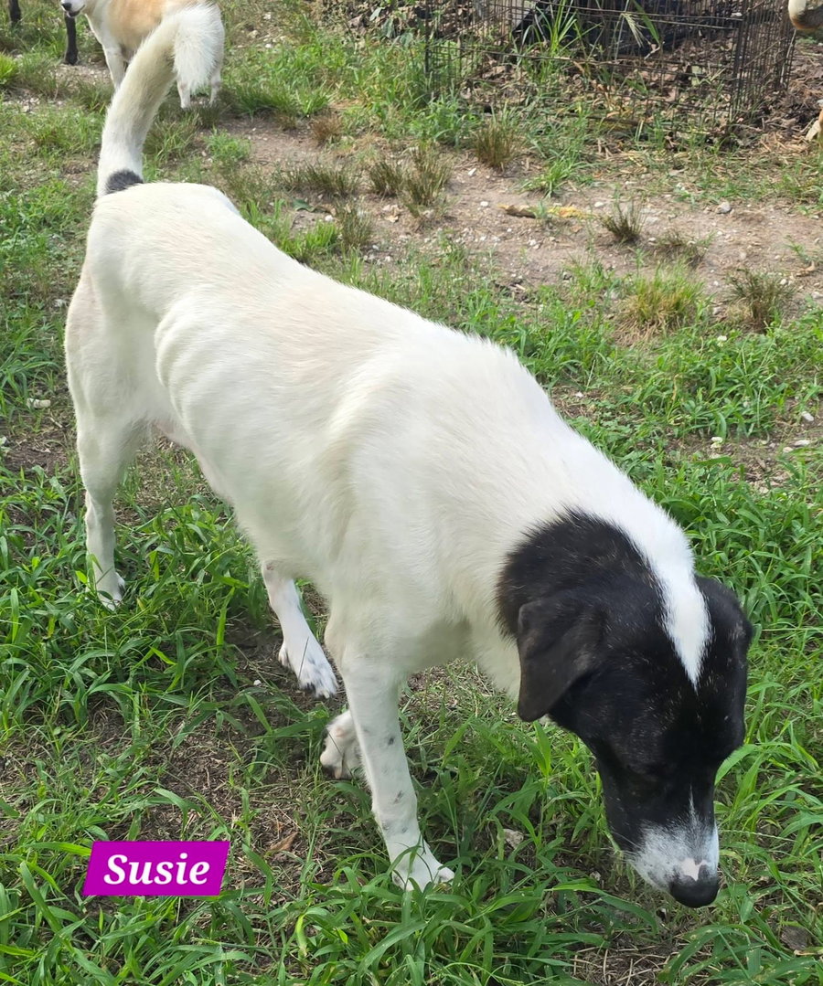 Susie