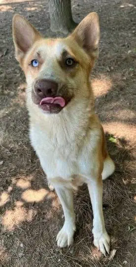 Teddy - German Shepherd Dog