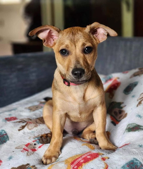 Pico, an adoptable Beagle in Alexander, AR