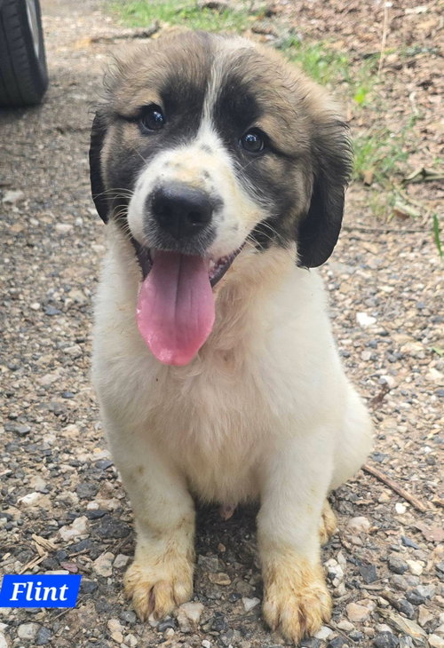 Flint, an adoptable Great Pyrenees in Alexander, AR