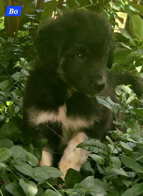 Bo, an adoptable Great Pyrenees in Alexander, AR