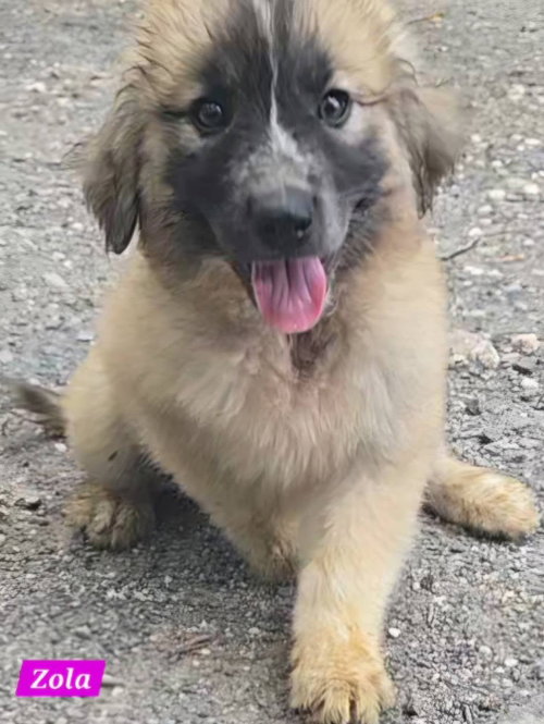 Zola, an adoptable Great Pyrenees in Alexander, AR