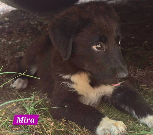 Mira, an adoptable Great Pyrenees in Alexander, AR