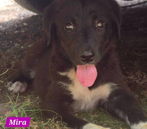 Mira photo 2