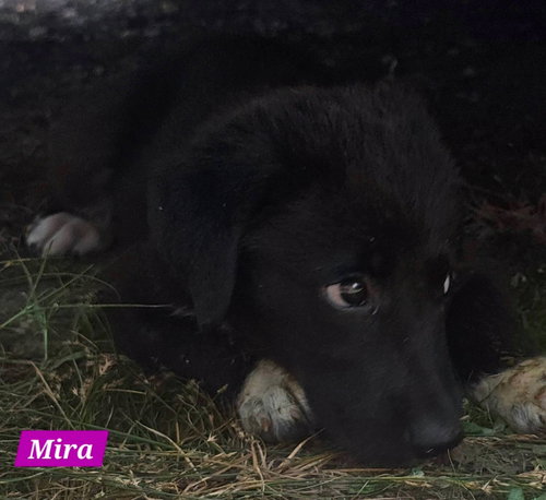 Mira photo 4
