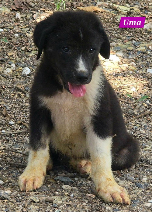 Uma, an adoptable Great Pyrenees in Alexander, AR