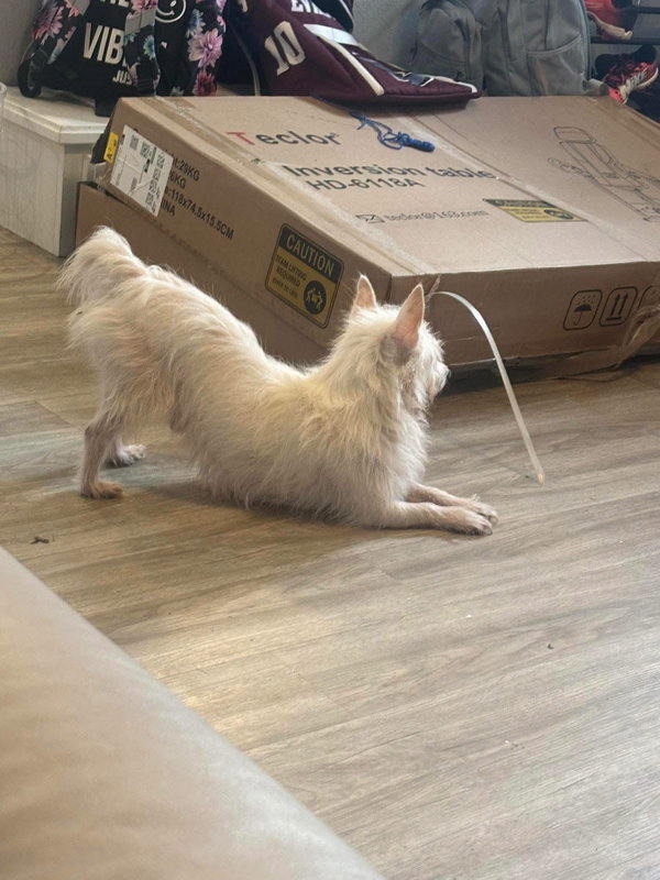 Cornelius