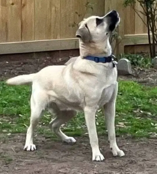 Blaze - Black Mouth Cur